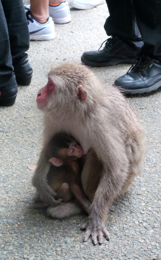 Entre Beppu et Ōita City : visite du parc aux singes de Takasakiyama