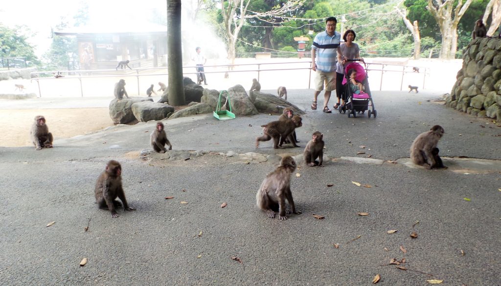 visite du parc aux singes de Takasakiyama