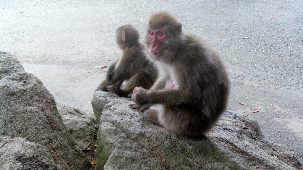 visite du parc aux singes de Takasakiyama