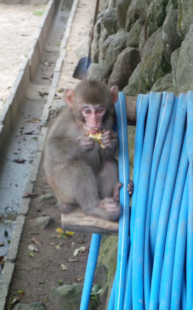 Entre Beppu et Ōita City : visite du parc aux singes de Takasakiyama