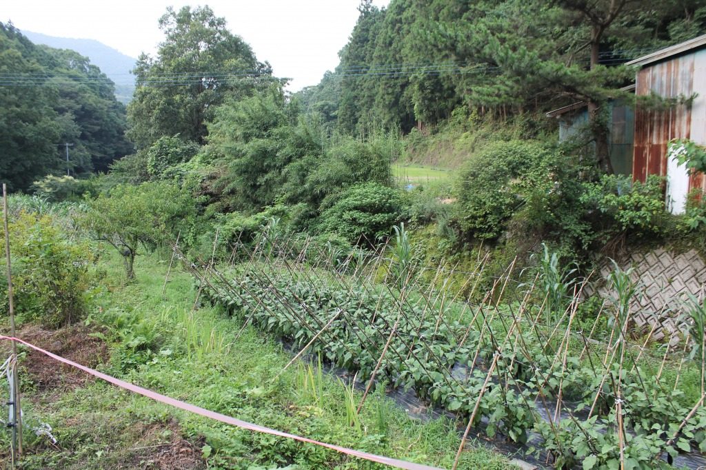 Potager de la ferme Ofuji située à Tashibunoshou inscrit au patrimoine mondial de l’agriculture, Oita