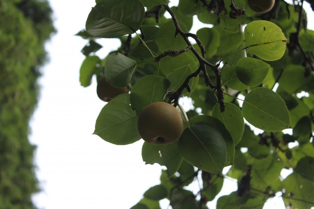 Fruits frais à la ferme Ofuji situé à Tashibunoshou inscrit au patrimoine mondial de l’agriculture, Oita