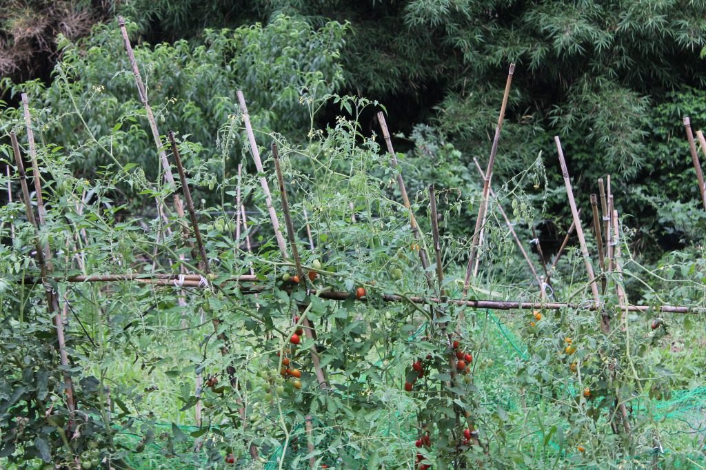 Les tomates du potager à la ferme Ofuji itué à Tashibunoshou inscrit au patrimoine mondial de l’agriculture, Oita