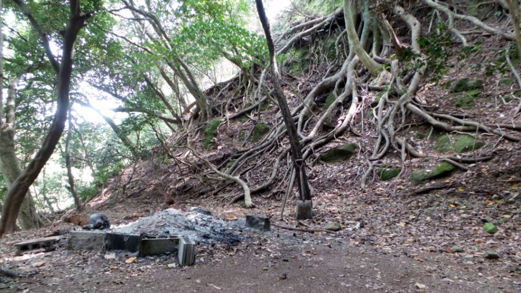 Racines de l'arbre millénaire du temple Monjusenji, dans la péninsule de Kunisaki, préfecture d'Oita sur l'île de Kyushu