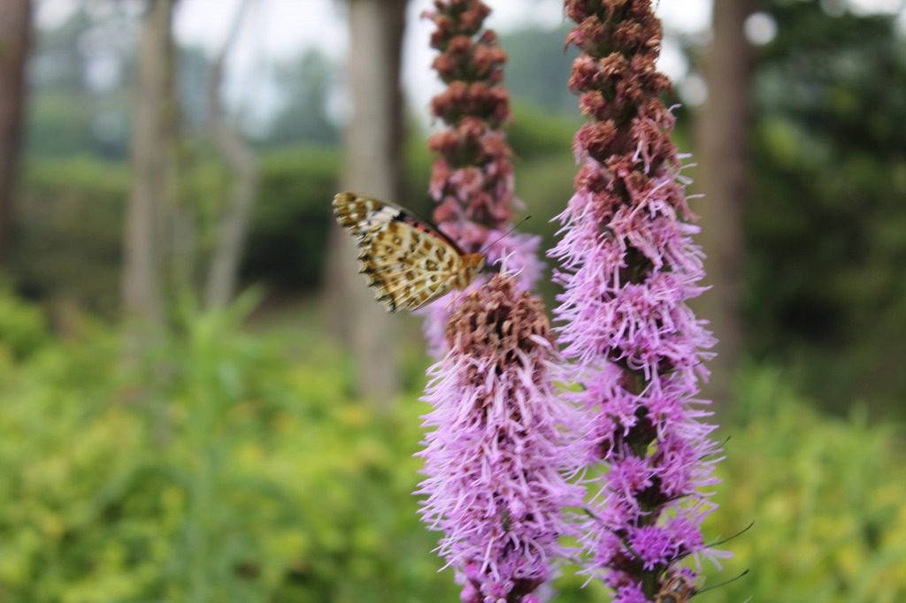 Papillon "Healing Forest"au Kuju Hanakoen, parc fleuri idyllique dans la parc national Aso Kuju