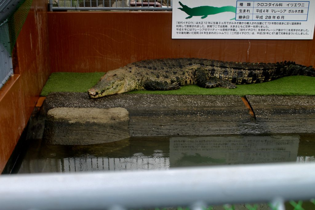 Crocodile dans les "enfers" de la ville thermale de Beppu, préfecture d'Oita, Japon